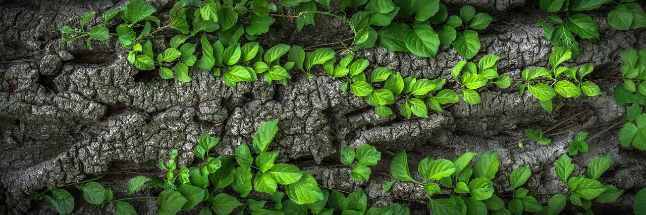 La différence entre le jardinier et le paysagiste